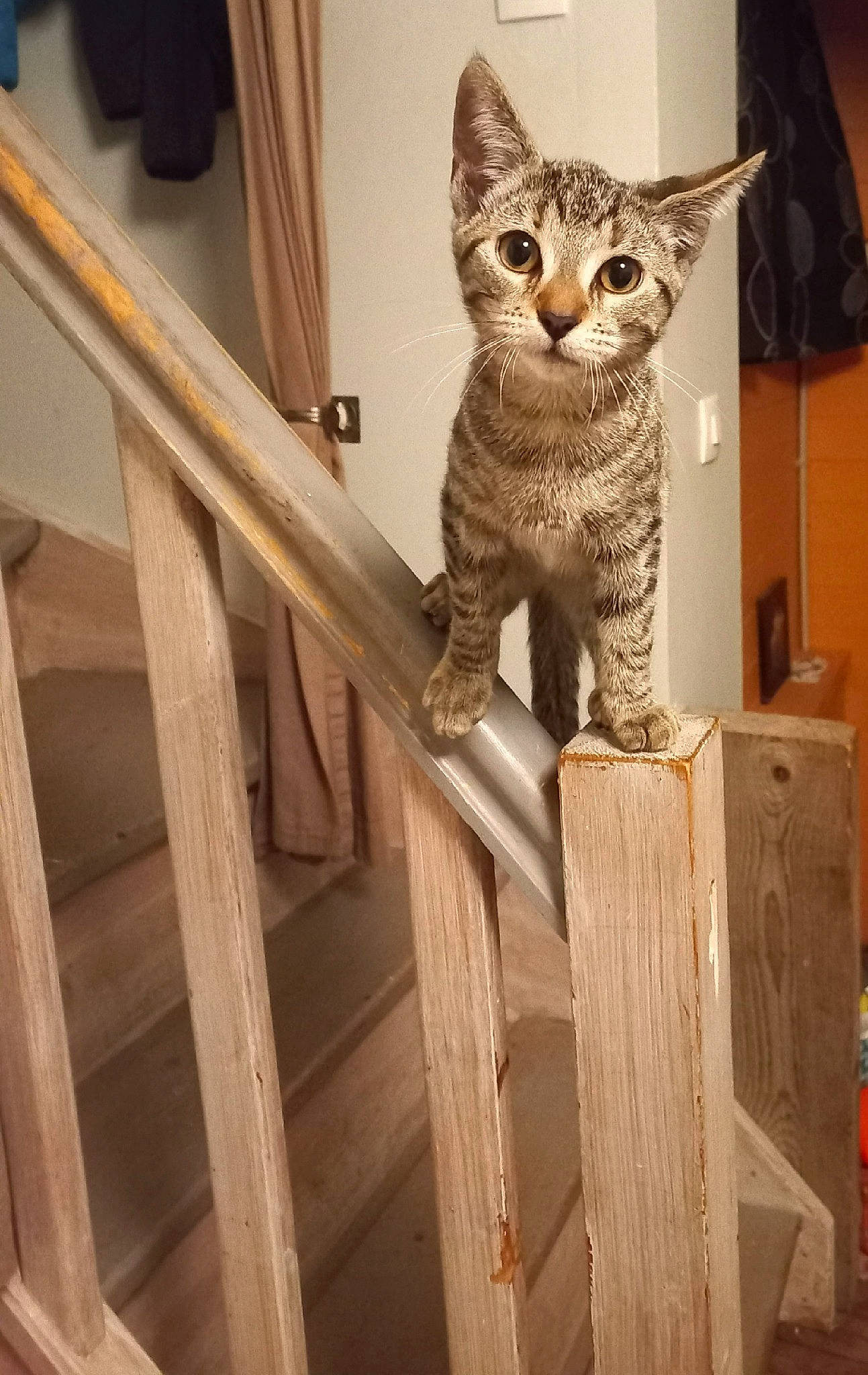 Sakura participe au concours pour gagner de l'argent avec cette photo : carnivore, cat, cat_supply, domestic_short_haired_cat, fawn, felidae, fur, hardwood, pet_supply, small_to_medium_sized_cats, snout, tail, whiskers, wood