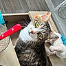 Minouche participe au concours pour gagner de l'argent avec cette photo : cat, tabby, green_eyes, curious, head_tilt, whiskers, indoor, plush_toy, wood_floor, household, red_handle, furniture, box, pet, domestic_animal, close_up, looking_up, cute, animal_portrait, domestic_cat