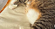 Minouche participe au concours pour gagner de l'argent avec cette photo : cat, tabby, sleeping, bed, blanket, paw, indoor, pet, fur, whiskers, relaxed, cozy, striped, animal, cute, pink_paw_pads, resting, feline, soft, domestic