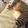 cat, tabby, sleeping, bed, blanket, paw, indoor, pet, fur, whiskers, relaxed, cozy, striped, animal, cute, pink_paw_pads, resting, feline, soft, domestic