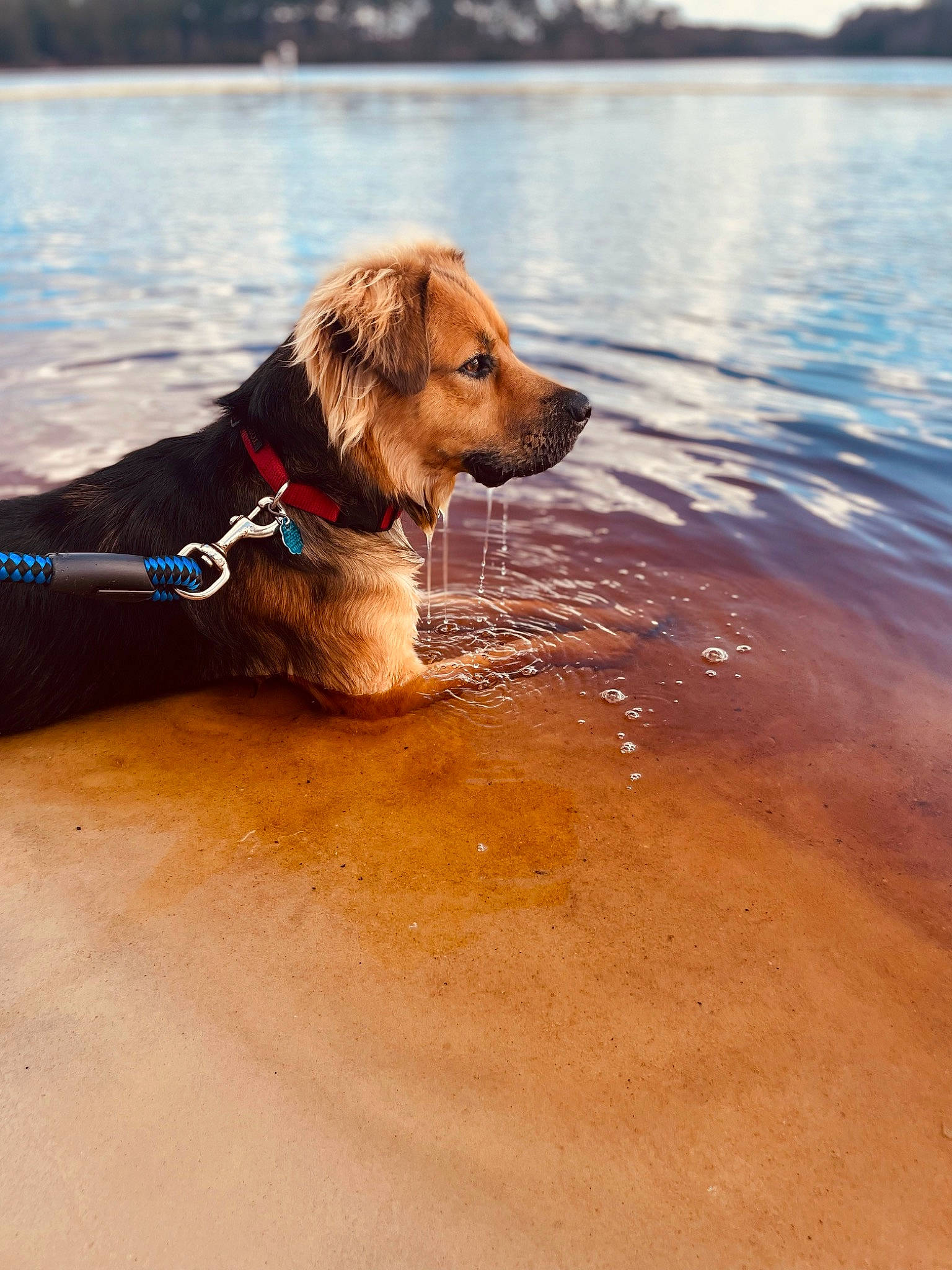 Max joined the competition — help win amazing prizes! beach, carnivore, collar, companion_dog, dog, dog_breed, dog_collar, dog_supply, fawn, gun_dog, happy, lake, leash, liver, ocean, reflection, retriever, sky, water, working_animal