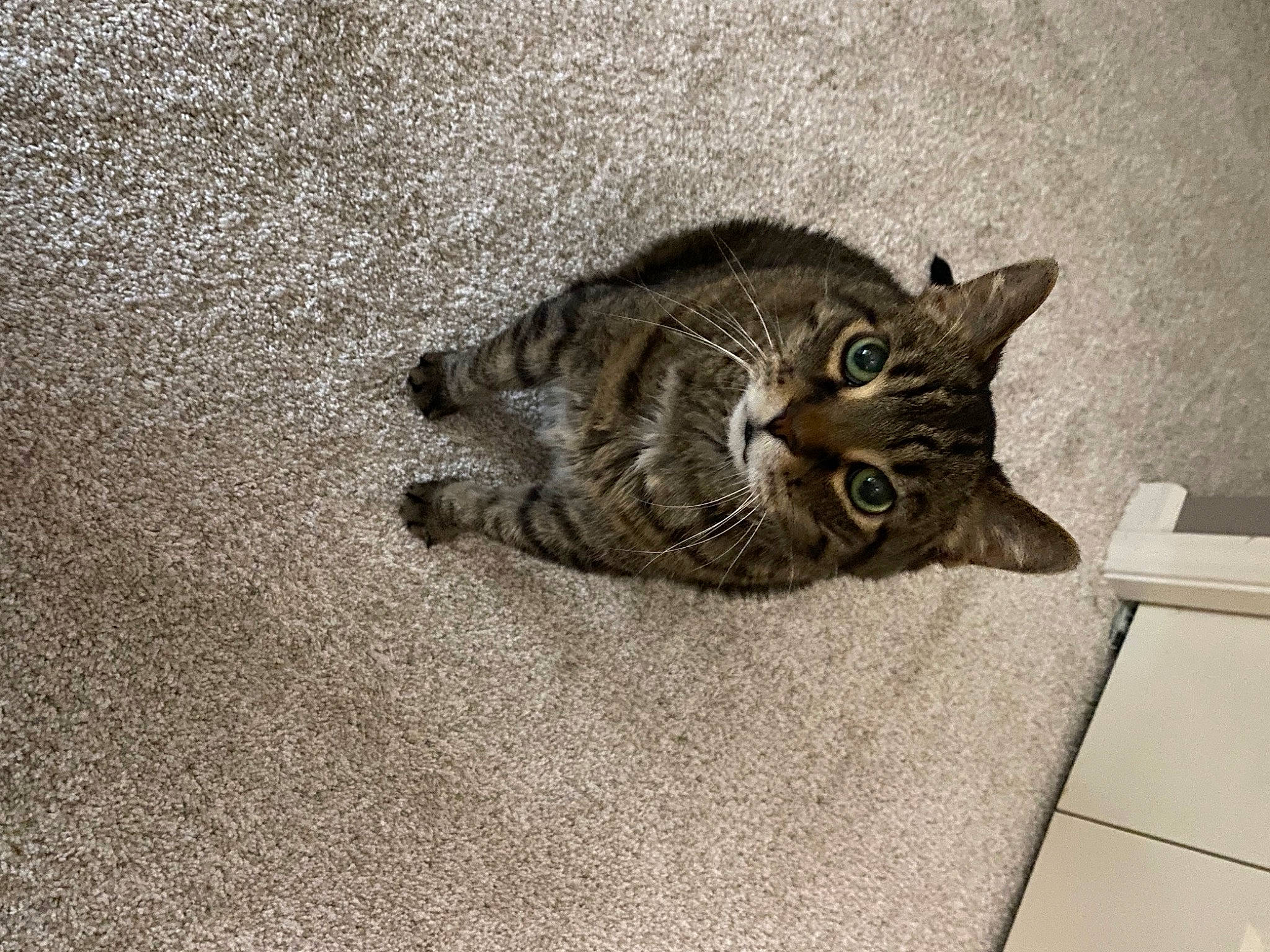 Ramone is registered to the contest to win money with this photo: asphalt, carnivore, cat, claw, domestic_short_haired_cat, eye, felidae, flooring, fur, grey, paw, road_surface, sand, small_to_medium_sized_cats, soil, tail, terrestrial_animal, whiskers, wildlife, wood