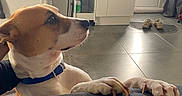 Bahia a rejoint le concours — aidez-le/la à gagner de superbes lots ! appliances, blue_collar, brown_and_white, canine, claws, couch, dog, door, furniture, indoors, kitchen, looking_up, natural_light, paws, pet, portrait, short_hair, sitting, slippers, tile_floor