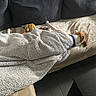 Bahia participe au concours pour gagner de l'argent avec cette photo : blanket, brown_and_white, collar, couch, cozy, cushion, dog, fabric, furniture, home, indoors, living_room, nap, pet, relaxed, resting, sleeping, sofa, sunlight, toy