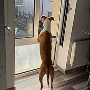 Bahia participe au concours pour gagner de l'argent avec cette photo : back_view, brown_and_white, daylight, dog, floor, funny_pose, home, house, indoor, long_legs, open_window, outdoor_view, pet, portrait, residential_area, standing, sunlight, watching, window, wood_floor
