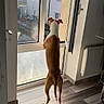 back_view, brown_and_white, daylight, dog, floor, funny_pose, home, house, indoor, long_legs, open_window, outdoor_view, pet, portrait, residential_area, standing, sunlight, watching, window, wood_floor