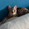 cat, tabby_cat, pet, indoor, furniture, couch, leather, blue_wall, curious, animal, whiskers, ears, eyes, resting, texture, home, cozy, portrait, domestic_cat, looking
