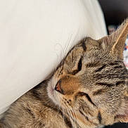 Hazel a rejoint le concours — aidez-le/la à gagner de superbes lots ! cat, tabby_cat, sleeping, feline, pet, fur, whiskers, closeup, relaxation, cozy, indoor, pillow, resting, cute, animal, domestic_cat, mammal, soft_texture, peaceful, nap