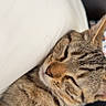 cat, tabby_cat, sleeping, feline, pet, fur, whiskers, closeup, relaxation, cozy, indoor, pillow, resting, cute, animal, domestic_cat, mammal, soft_texture, peaceful, nap