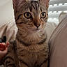 cat, kitten, tabby, pet, animal, feline, indoor, bed, pillow, curious, alert, whiskers, ears, eyes, striped, cute, young, fur, window, blinds