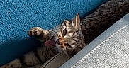 Hazel participe au concours pour gagner de l'argent avec cette photo : cat, tabby, indoor, couch, leather, blue_wall, paw, stretching, relaxed, feline, pet, tongue_out, texture, cozy, animal, fur, whiskers, home, light, shadow