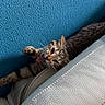 cat, tabby, indoor, couch, leather, blue_wall, paw, stretching, relaxed, feline, pet, tongue_out, texture, cozy, animal, fur, whiskers, home, light, shadow