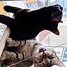 cat, black_cat, tabby_cat, pet, animal, indoor, window, string, playful, curious, feline, cozy, perch, resting, cute, whiskers, ears, fur, domestic, companions