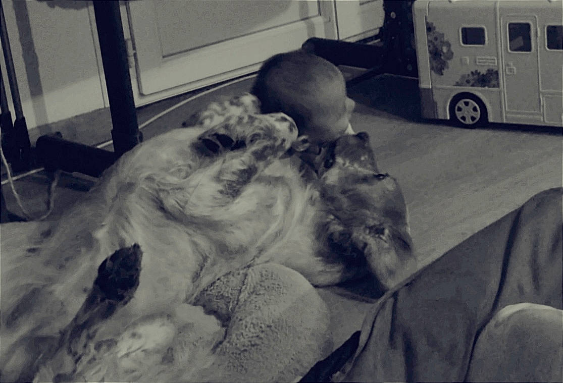 Tess a rejoint le concours — aidez-le/la à gagner de superbes lots ! automotive_tire, beard, canidae, carnivore, child, comfort, companion_dog, dog_breed, fur, major_appliance, mammal, monochrome, monochrome_photography, motor_vehicle, room, sitting, sporting_group, tire, toy, wheel