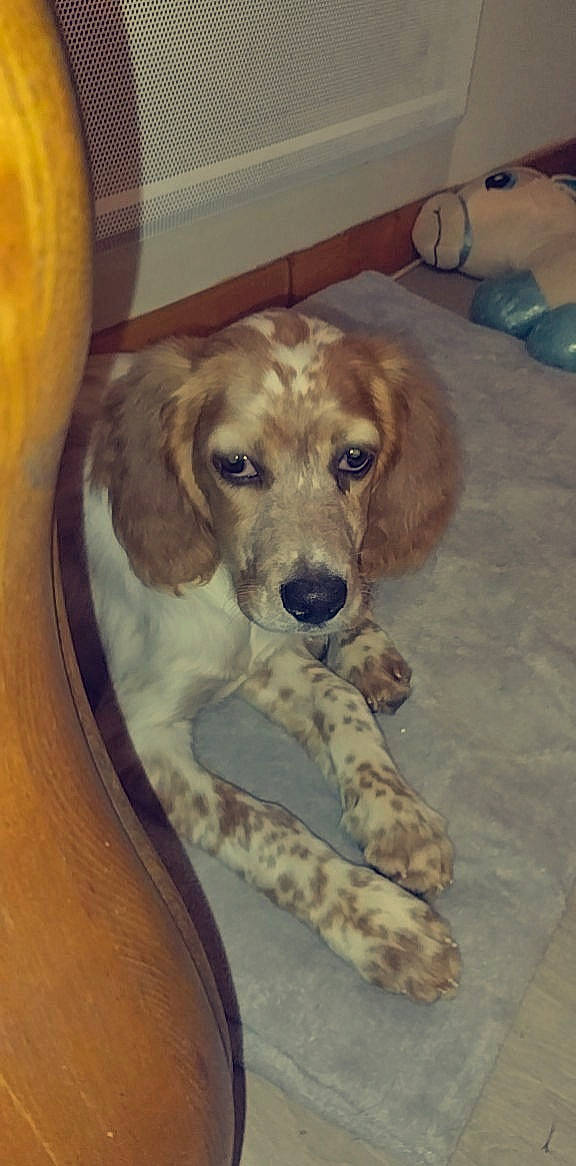 Tess a rejoint le concours — aidez-le/la à gagner de superbes lots ! canidae, carnivore, companion_dog, dog, dog_breed, fawn, flooring, fur, hardwood, hunting_dog, pet_supply, snout, sporting_group, whiskers, wood, working_animal