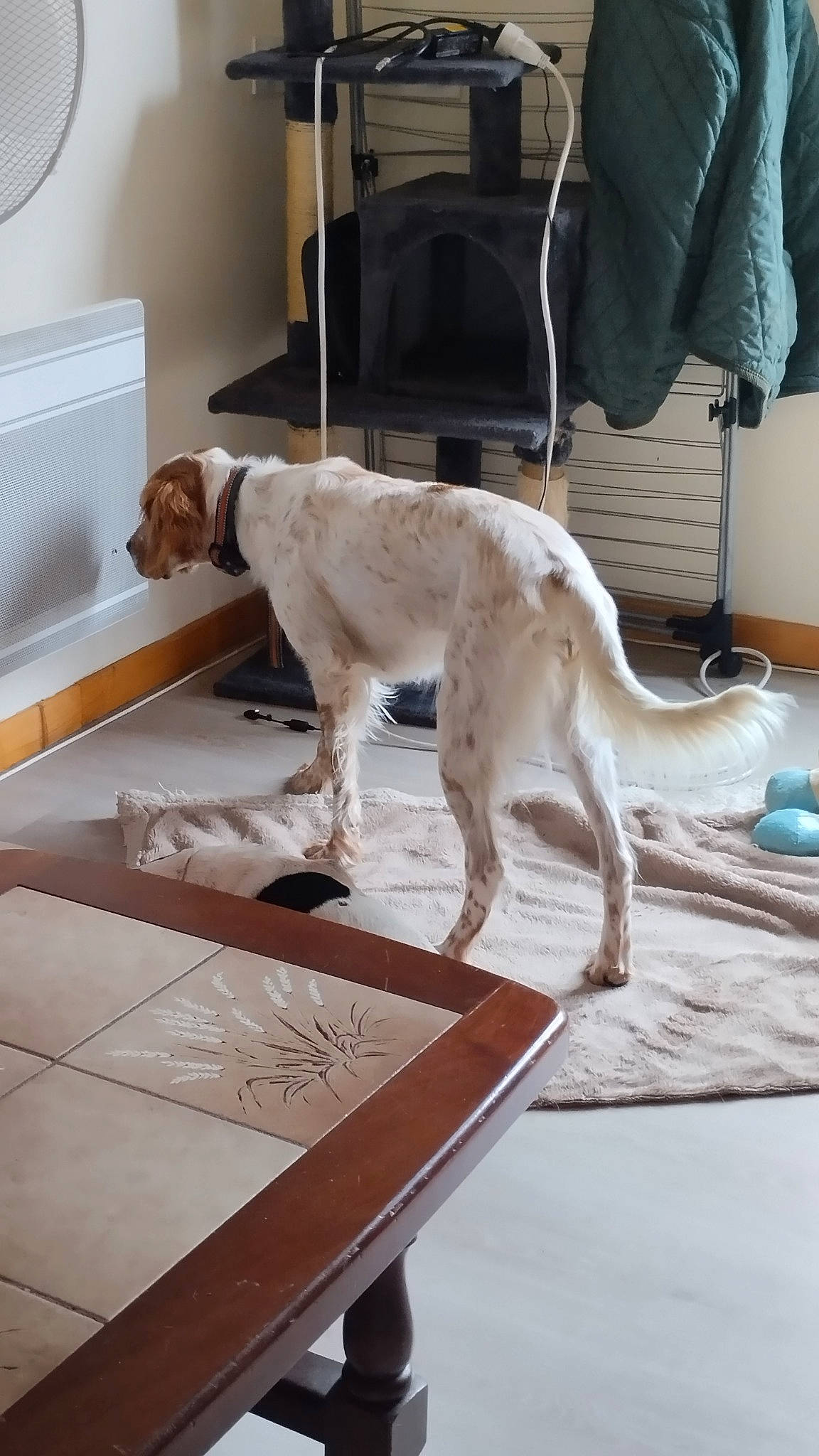 Tess participe au concours pour gagner de l'argent avec cette photo : canidae, carnivore, chair, collar, companion_dog, dog, dog_breed, dog_collar, fawn, floor, flooring, gun_dog, hardwood, plywood, rectangle, sporting_group, table, tail, wood, working_animal