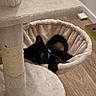 black_cat, kitten, cat_tree, hammock, blue_collar, indoor, wood_floor, pet, animal, feline, cozy, curious, resting, small, cute, fur, whiskers, ears, tail, home