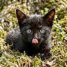 Zoro participe au concours pour gagner de l'argent avec cette photo : black_kitten, cat, animal, outdoor, nature, moss, greenery, playful, tongue_out, fur, eyes, close_up, young_animal, wildlife, cute, small, pet, leaf_litter, sunlight, shallow_depth_of_field