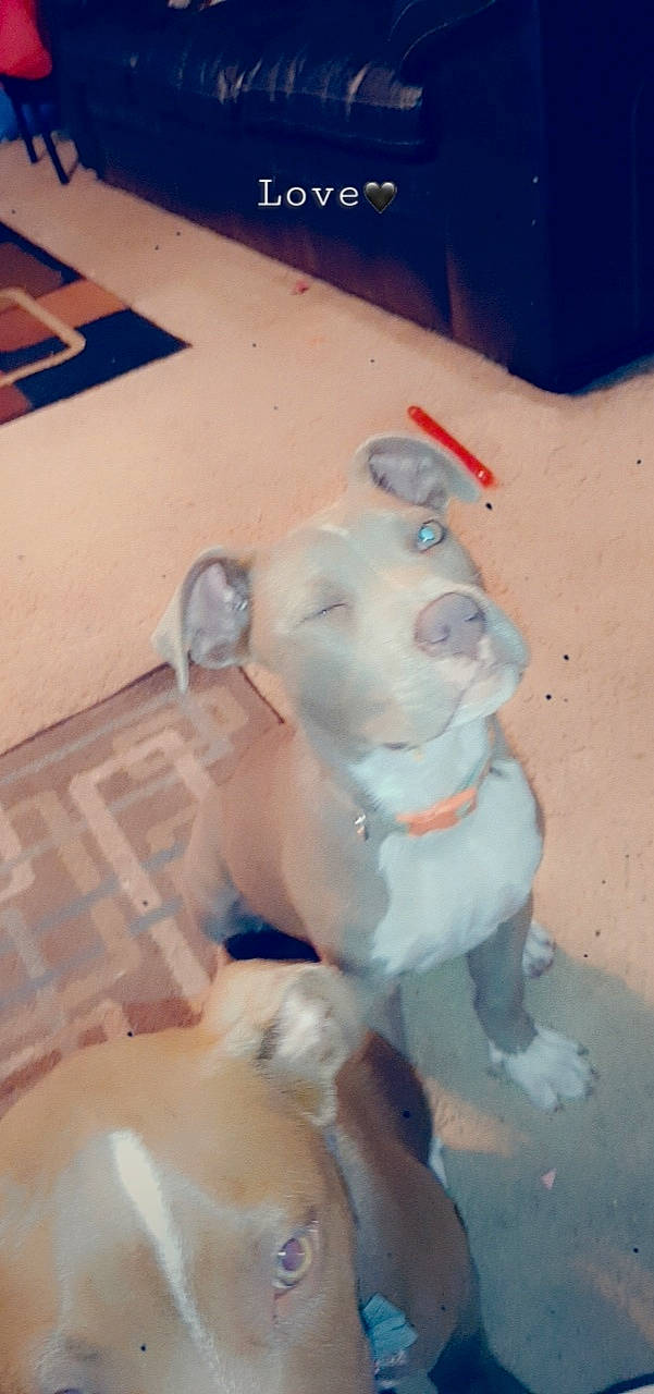 Ivy is registered to the contest to win money with this photo: american_pit_bull_terrier, canidae, dog_breed, fawn, non_sporting_group, nose, pit_bull, snout, sporting_group