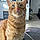 Hercule