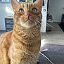 animal, cat, closeup, curious, domestic, ears, feline, floor, fur, furniture, ginger_cat, green_eyes, house, indoor, looking_up, mammal, pet, sitting, tabby, whiskers