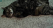 Boo-boo is registered to the contest to win money with this photo: cat, tabby, pet, animal, feline, lying_down, carpet, indoor, relaxed, cozy, fur, whiskers, paw, playful, sleeping, domestic_animal, cute, resting, home, lazy