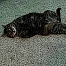 cat, tabby, pet, animal, feline, lying_down, carpet, indoor, relaxed, cozy, fur, whiskers, paw, playful, sleeping, domestic_animal, cute, resting, home, lazy
