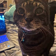 Boo-boo is registered to the contest to win money with this photo: cat, tabby, indoor, bed, laptop, computer, keyboard, furniture, whiskers, pet, collar, domestic_animal, closeup, curious, soft_lighting, blurred_background, household, technology, focus, cozy