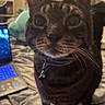 cat, tabby, indoor, bed, laptop, computer, keyboard, furniture, whiskers, pet, collar, domestic_animal, closeup, curious, soft_lighting, blurred_background, household, technology, focus, cozy