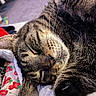 Boo-boo is registered to the contest to win money with this photo: cat, tabby, sleeping, close_up, fur, whiskers, domestic_animal, pet, indoor, cozy, relaxation, clothing, textile, pattern, colorful, nap, cute, animal_face, whisker, peaceful