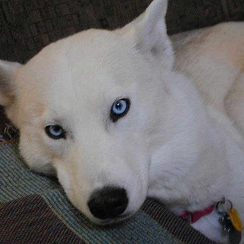 Lakota
