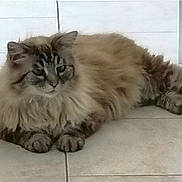 Bounty a rejoint le concours — aidez-le/la à gagner de superbes lots ! cat, fluffy, long_hair, relaxed, indoor, tiled_floor, feline, pet, animal, laying_down, paws, fur, whiskers, tabby, cute, domestic_cat, resting, mammal, ears, face