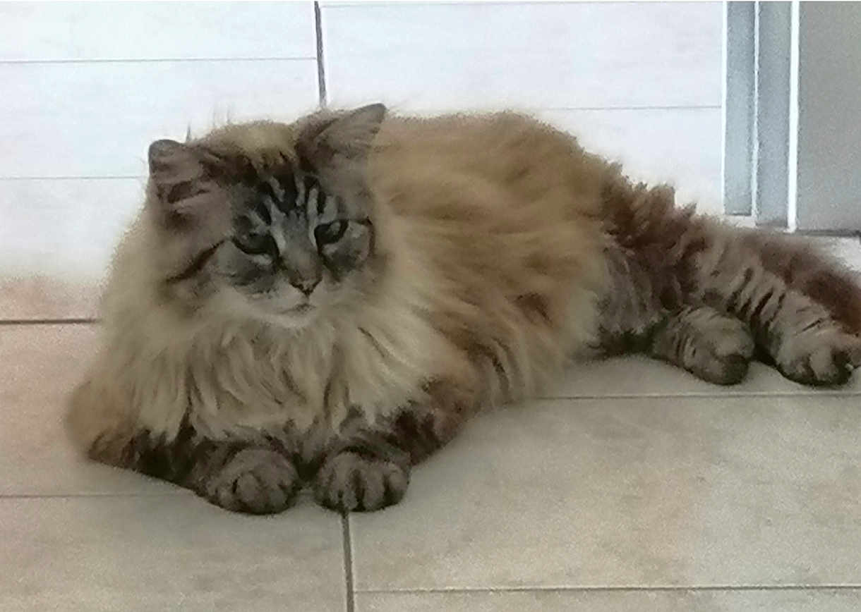 Bounty a rejoint le concours — aidez-le/la à gagner de superbes lots ! cat, fluffy, long_hair, relaxed, indoor, tiled_floor, feline, pet, animal, laying_down, paws, fur, whiskers, tabby, cute, domestic_cat, resting, mammal, ears, face