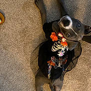 Vega is registered to the contest to win money with this photo: animal, black_dog, carpet, costume, curious, cute, decorations, dog, indoor, looking_up, lying_down, orange_flowers, pet, pet_clothing, playful, puppy, rope_toy, skeleton, small_dog, toy