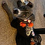 Vega joined the competition — help win amazing prizes! animal, black_clothing, canine, carpet, costume, cute, decorated, dog, fabric, head_tilt, indoor, nail_polish, orange_flowers, paw, pet, pet_clothing, playful, rope_toy, skeleton, toy