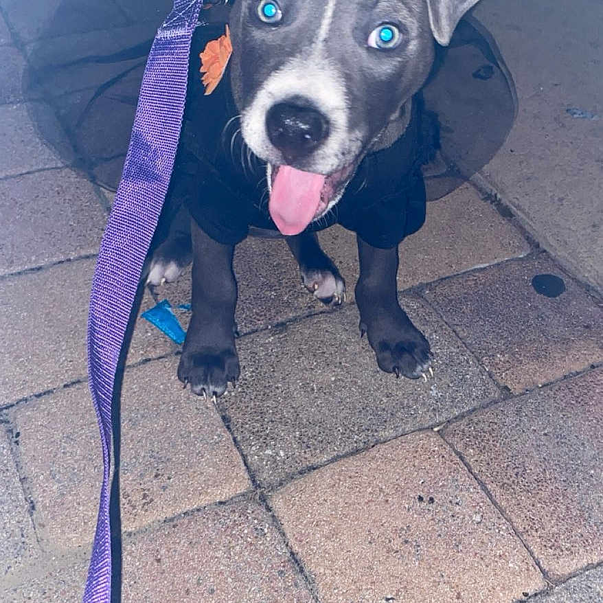 Vega is registered to the contest to win money with this photo: animal, closeup, collar, cute, dog, ear_up, flash, gray_coat, leash, looking_up, night, outdoor, pavement, pet, playful, puppy, sitting, tiles, tongue_out, white_markings