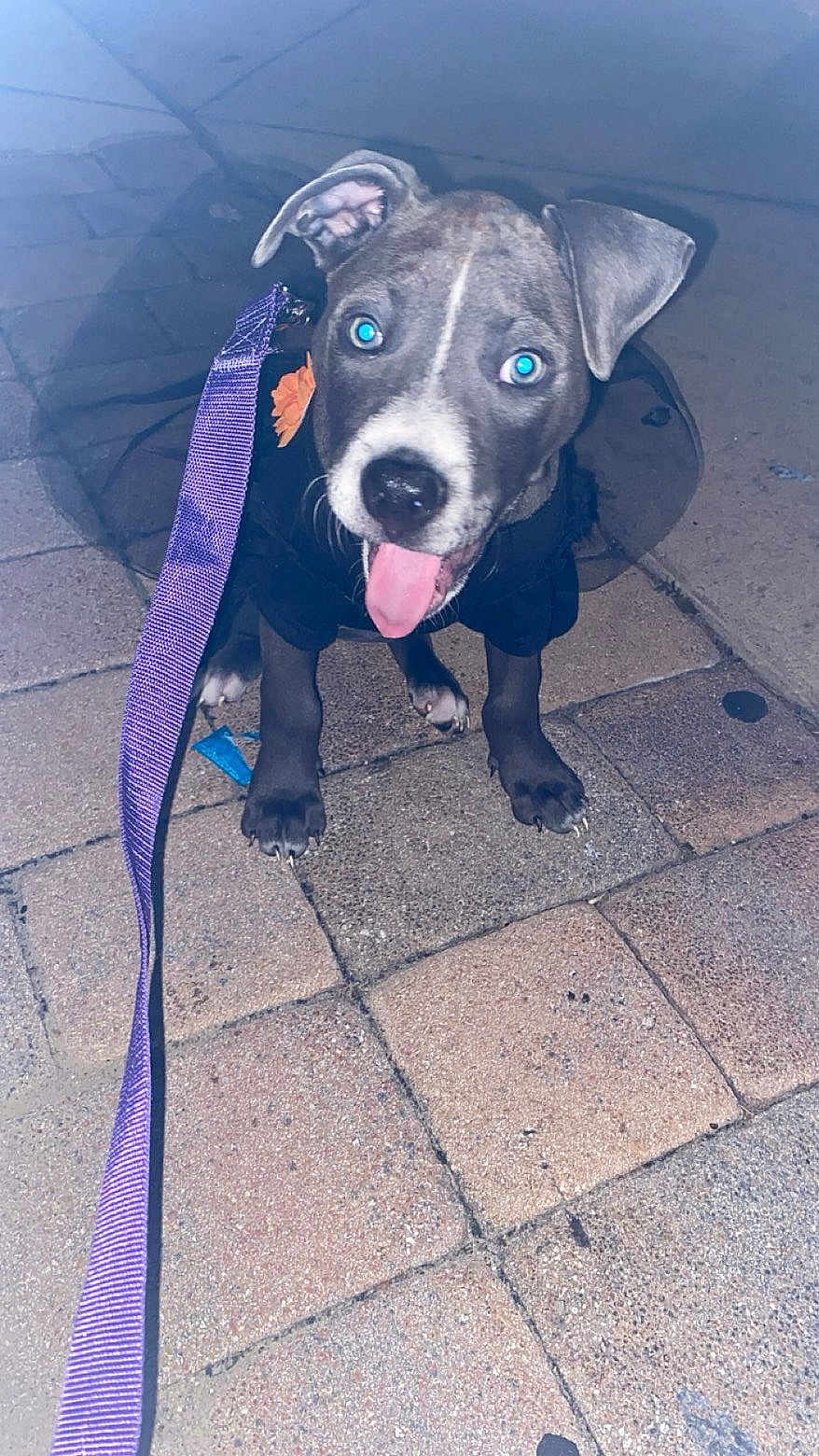 Vega is registered to the contest to win money with this photo: puppy, dog, leash, tongue_out, ear_up, gray_coat, white_markings, pavement, tiles, outdoor, pet, animal, cute, playful, sitting, looking_up, collar, night, flash, closeup