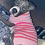 Vega is registered to the contest to win money with this photo: dog, pet, sweater, pink, striped, blanket, laying_down, ear_up, ear_flopped, curious, eyes, nose, indoor, metal_bowl, animal, canine, cozy, cute, portrait, looking_up