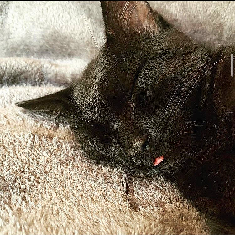 Tintin a rejoint le concours — aidez-le/la à gagner de superbes lots ! black_cat, bombay, carnivore, cat, claw, comfort, domestic_short_haired_cat, felidae, fur, nap, paw, sleep, small_to_medium_sized_cats, snout, tail, terrestrial_animal, whiskers