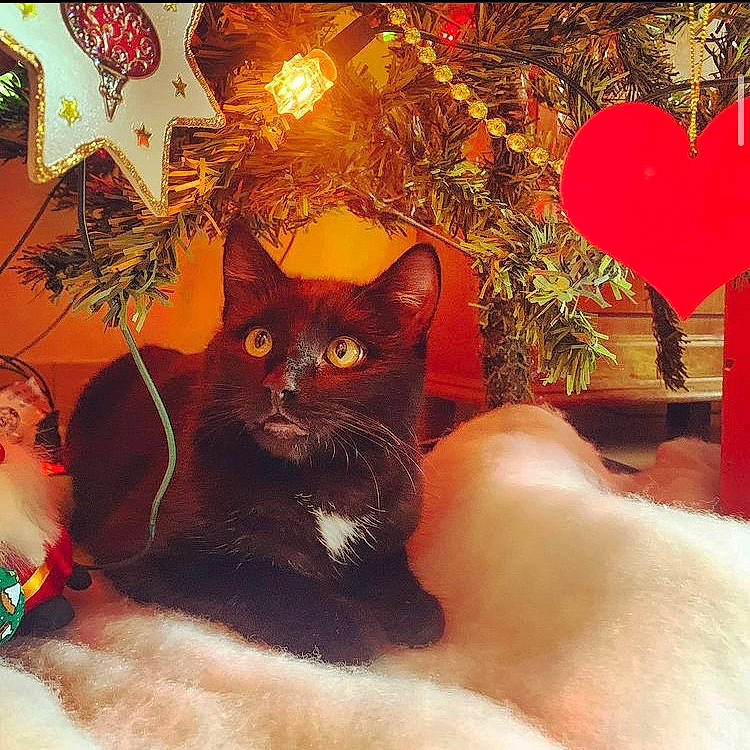 Tintin participe au concours pour gagner de l'argent avec cette photo : art, carnivore, cat, christmas, christmas_decoration, christmas_ornament, comfort, domestic_short_haired_cat, event, fawn, felidae, happy, holiday, illustration, ornament, small_to_medium_sized_cats, snout, tail, tints_and_shades, whiskers