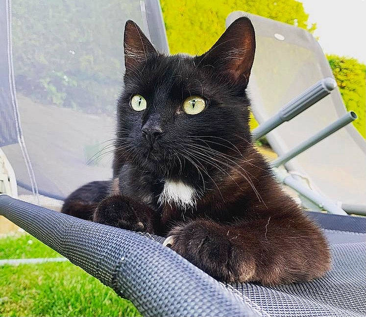 Tintin participe au concours pour gagner de l'argent avec cette photo : black_cat, bombay, carnivore, cat, claw, comfort, domestic_short_haired_cat, eye, felidae, fur, grass, paw, plant, small_to_medium_sized_cats, snout, tail, terrestrial_animal, tree, whiskers, window