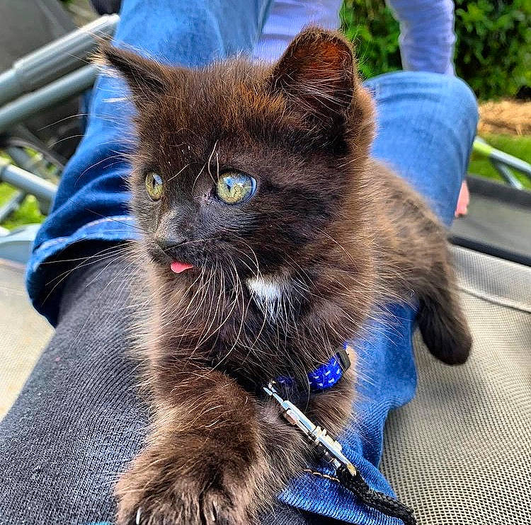 Tintin a rejoint le concours — aidez-le/la à gagner de superbes lots ! black_cat, blue, carnivore, cat, claw, collar, domestic_short_haired_cat, electric_blue, felidae, fur, grass, paw, plant, sitting, small_to_medium_sized_cats, snout, tail, terrestrial_animal, whiskers