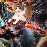 Adrian Cimpoieru a rejoint le concours — aidez-le/la à gagner de superbes lots ! cat, orange_cat, white_cat, animal, pet, blanket, fabric, dragon, fantasy_art, armor, woman, portrait, colorful, detailed, mythical_creature, sitting, cute, indoor, closeup, feline