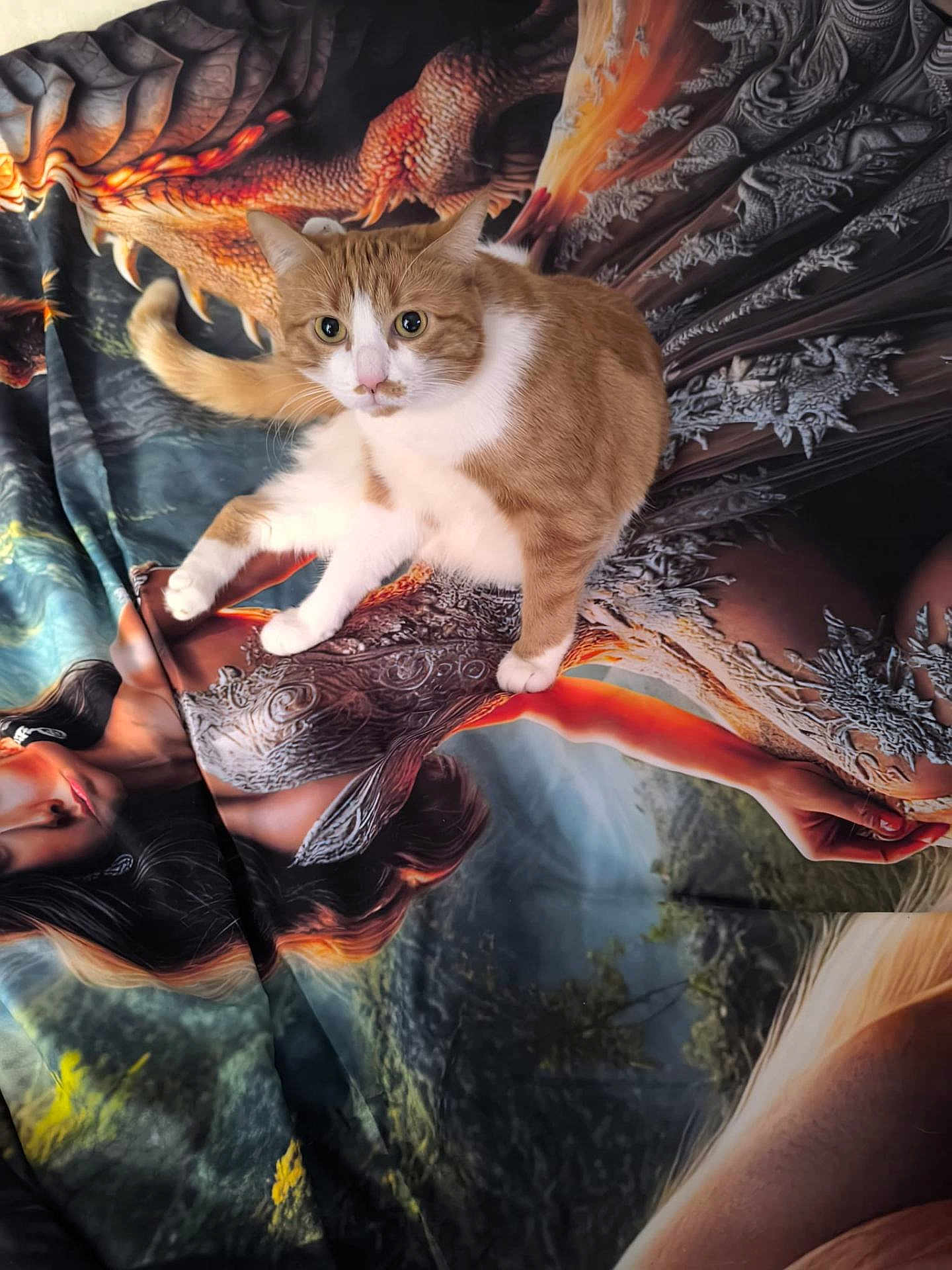 Adrian Cimpoieru a rejoint le concours — aidez-le/la à gagner de superbes lots ! cat, orange_cat, white_cat, animal, pet, blanket, fabric, dragon, fantasy_art, armor, woman, portrait, colorful, detailed, mythical_creature, sitting, cute, indoor, closeup, feline