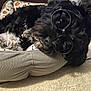 dog, black_dog, glasses, pet_bed, white_paws, curly_fur, resting, indoor, tile_floor, close_up, cute, animal, companion, relaxed, sleepy, cozy, portrait, accessory, domestic_animal, funny