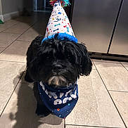 Loki joined the competition — help win amazing prizes! animal, appliance, bandana, black_dog, celebration, colorful, curious, cute, dog, festive, floor, fur, indoor, kitchen, party_hat, pet, shadow, small_dog, stainless_steel, tile_floor