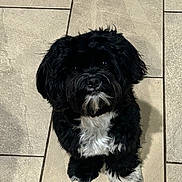 Loki is registered to the contest to win money with this photo: dog, black_dog, white_fur, pet, animal, cute, fluffy, sitting, tile_floor, indoors, small_dog, looking_up, fur, adorable, companion, friendly, beard, paw, mammal, domestic_animal