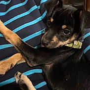 Blade joined the competition — help win amazing prizes! puppy, dog, black, tan, collar, striped_blanket, blue, black_stripes, lying_down, pet, young_dog, indoor, closeup, fur, paw, cute, animal, canine, resting, domestic_animal