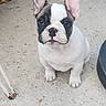 Blanche De Castille participe au concours pour gagner de l'argent avec cette photo : dog, french_bulldog, puppy, pet, animal, bat_ears, black_and_white, short_muzzle, wrinkled_face, sitting, outdoor, concrete, portrait, close_up, front_facing, looking_at_camera, white_fur, black_patches, paws, cute