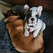 Blanche De Castille participe au concours pour gagner de l'argent avec cette photo : dog, puppy, french_bulldog, adult_dog, sleeping, sitting, lying_down, pet, collar, indoors, couch, blanket, rug, brown_dog, white_dog, black_and_white, cute, companion_animals, portrait, home